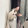 Alya a rejoint le concours — aidez-le/la à gagner de superbes lots ! cat, curious, paw, heater, blanket, indoor, cozy, feline, relaxed, peeking, white_wall, floor, fur, ears, whiskers, domestic_animal, cute, pet, home, resting
