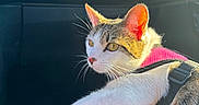 Alya a rejoint le concours — aidez-le/la à gagner de superbes lots ! cat, pink_harness, leopard_print, car_interior, sunlight, window, pet, animal, domestic_cat, fur, whiskers, ear, yellow_eyes, seat, resting, side_view, close_up, relaxed, daylight, travel