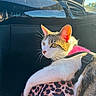 cat, pink_harness, leopard_print, car_interior, sunlight, window, pet, animal, domestic_cat, fur, whiskers, ear, yellow_eyes, seat, resting, side_view, close_up, relaxed, daylight, travel