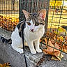 Alya a rejoint le concours — aidez-le/la à gagner de superbes lots ! cat, tabby_cat, white_cat, animal, pet, leaves, autumn, fall, outdoor, fence, stone, nature, curious, sitting, young_cat, closeup, daylight, tree, background_blur, leash