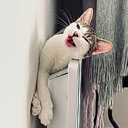 Alya participe au concours pour gagner de l'argent avec cette photo : cat, pet, indoor, white_wall, heater, paw, whiskers, curtains, furniture, relaxed, cute, animal, mouth_open, ears, fur, tongue, playful, cozy, domestic, resting