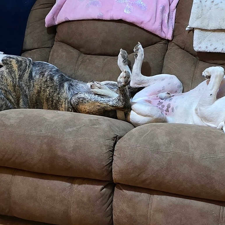 Sammy And Scrapy is registered to the contest to win money with this photo: blanket, brindle_dog, brown_couch, canine, comfortable, couch, cozy, dog, domestic_animal, floor, fur, indoor, living_room, paw, pets, relaxing, resting, sleeping, upside_down, white_dog