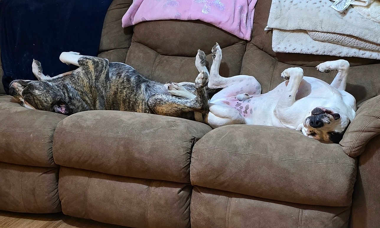 Sammy And Scrapy is registered to the contest to win money with this photo: blanket, brindle_dog, brown_couch, canine, comfortable, couch, cozy, dog, domestic_animal, floor, fur, indoor, living_room, paw, pets, relaxing, resting, sleeping, upside_down, white_dog