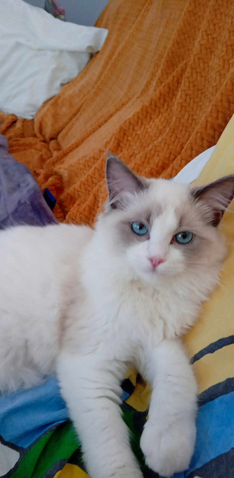 Altesse a rejoint le concours — aidez-le/la à gagner de superbes lots ! cat, blue_eyes, white_fur, fluffy, pet, animal, indoor, blanket, knitted_throw, cozy, relaxed, feline, cute, soft, resting, paw, ear, face, home, comfort