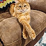 cat, orange_tabby, feline, couch, brown_couch, crossed_paws, relaxed, indoor, blanket, crocheted_blanket, zigzag_pattern, carpet, rug, furniture, pet, animal, whiskers, ears, fur, home