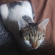 Luna a rejoint le concours — aidez-le/la à gagner de superbes lots ! animal, blanket, brown_background, cat, close_up, cozy, curious, domestic_cat, ears, feline, fur_pattern, green_eyes, indoor, natural_light, pet, resting, soft_texture, tabby, whiskers, white_fur