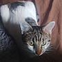 animal, blanket, brown_background, cat, close_up, cozy, curious, domestic_cat, ears, feline, fur_pattern, green_eyes, indoor, natural_light, pet, resting, soft_texture, tabby, whiskers, white_fur
