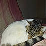 Luna a rejoint le concours — aidez-le/la à gagner de superbes lots ! animal, bedspread, blanket, cat, cozy, curled_up, domestic_cat, feline, fur, indoor, pet, quiet, relaxing, resting, sleeping, soft, striped_tail, tabby, tail, white_fur