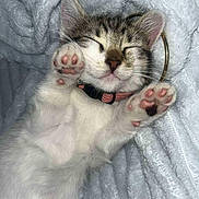 Luna a rejoint le concours — aidez-le/la à gagner de superbes lots ! kitten, cat, sleeping, paws, closeup, feline, pet, cozy, blanket, fur, whiskers, cute, collar, pink_paw_pads, resting, adorable, young, indoor, soft, relaxed