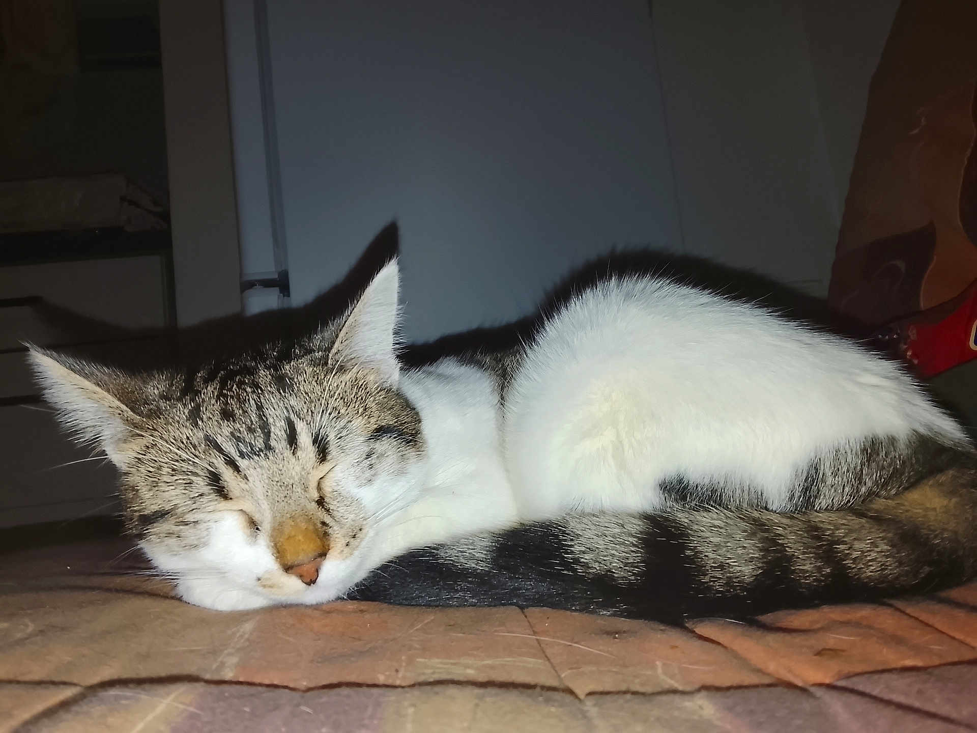 Luna a rejoint le concours — aidez-le/la à gagner de superbes lots ! cat, tabby, sleeping, animal, pet, fur, tail, indoor, resting, cozy, cute, whiskers, closeup, mammal, domestic, feline, bed, comfort, quiet, peaceful