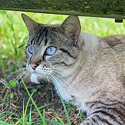 Tolède a rejoint le concours — aidez-le/la à gagner de superbes lots ! alert, animal, blue_eyes, cat, close_up, daylight, focus, fur, grass, greenery, ground, lying_down, mammal, nature, outdoor, pet, portrait, striped, whiskers, young_cat