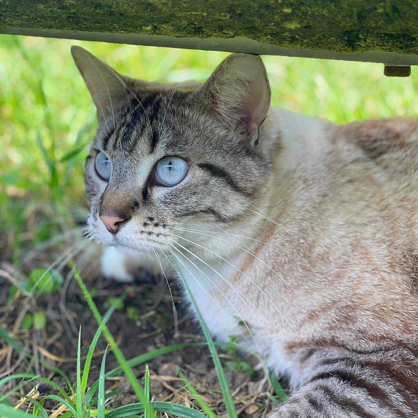 Tolède a rejoint le concours — aidez-le/la à gagner de superbes lots ! alert, animal, blue_eyes, cat, close_up, daylight, focus, fur, grass, greenery, ground, lying_down, mammal, nature, outdoor, pet, portrait, striped, whiskers, young_cat