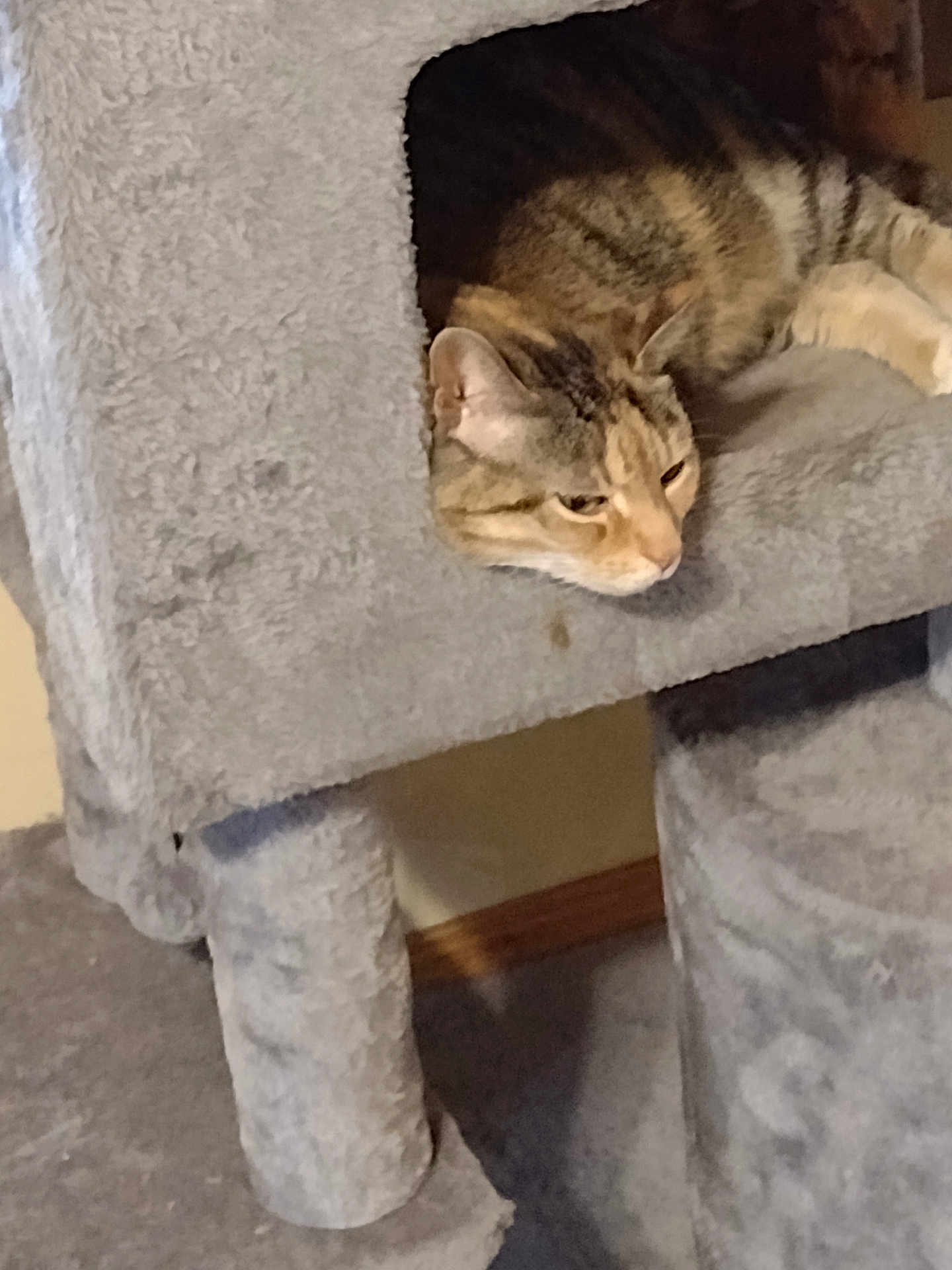 Maggie joined the competition — help win amazing prizes! carpet, cat, cat_tree, close_up, cozy, ear, fur, furniture, home, household_item, indoor, mammal, paws, pet, portrait, relaxing, resting, sleepy, tabby_cat, whiskers