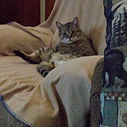 Bubby is registered to the contest to win money with this photo: cat, tabby_cat, furniture, blanket, couch, indoor, pet, animal, relaxing, cozy, home, fur, mammal, whiskers, ears, tail, resting, looking, domestic, sleepy