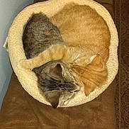 Bubby Toby joined the competition — help win amazing prizes! adorable, animal, bed, cat, cats, companion, cozy, cuddling, cute, domestic_animal, feline, friendship, fur, indoor, orange_cat, pet, resting, sleeping, tabby_cat, warm