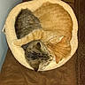 adorable, animal, bed, cat, cats, companion, cozy, cuddling, cute, domestic_animal, feline, friendship, fur, indoor, orange_cat, pet, resting, sleeping, tabby_cat, warm
