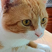 Butterball is registered to the contest to win money with this photo: animal, calm, cat, close_up, cute, detail, domestic_cat, feline, focus, fur, indoor, orange_cat, paws, pet, portrait, resting, soft_light, whiskers, white_cat, yellow_eyes