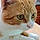 Butterball