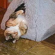 Maggie Margaret is registered to the contest to win money with this photo: cat, pet, fluffy, tent, indoor, relaxing, upside_down, tile_floor, feline, cozy, cute, sleeping, fur, animal, home, resting, domestic, comfortable, playful, whiskers