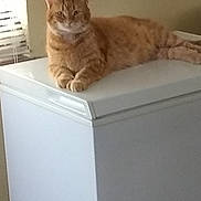 Toby is registered to the contest to win money with this photo: cat, orange_tabby, appliance, indoor, window, blinds, feline, pet, relaxed, lying_down, fur, whiskers, domestic_animal, household, corner, light, shadow, resting, quiet, calm