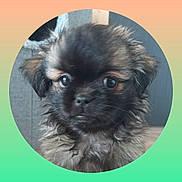 Yoga a rejoint le concours — aidez-le/la à gagner de superbes lots ! puppy, dog, close_up, fur, cute, pet, animal, portrait, young, face, whiskers, ears, eyes, indoor, fuzzy, small, adorable, brown, black, fluffy