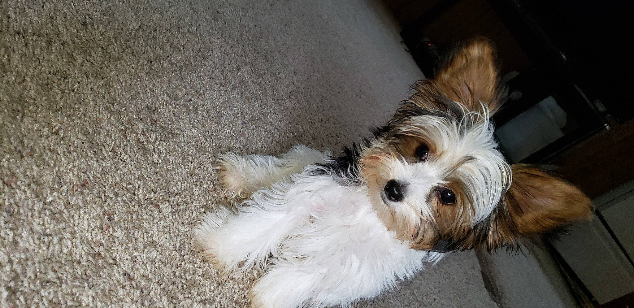 Sophie joined the competition — help win amazing prizes! biewer_terrier, canidae, carnivore, cavachon, chinese_imperial_dog, companion_dog, dog, dog_breed, kyi_leo, maltepoo, mammal, morkie, petit_basset_griffon_vendeen, puppy, shih_tzu, terrier, tibetan_terrier, toy_dog, vertebrate, yorkshire_terrier