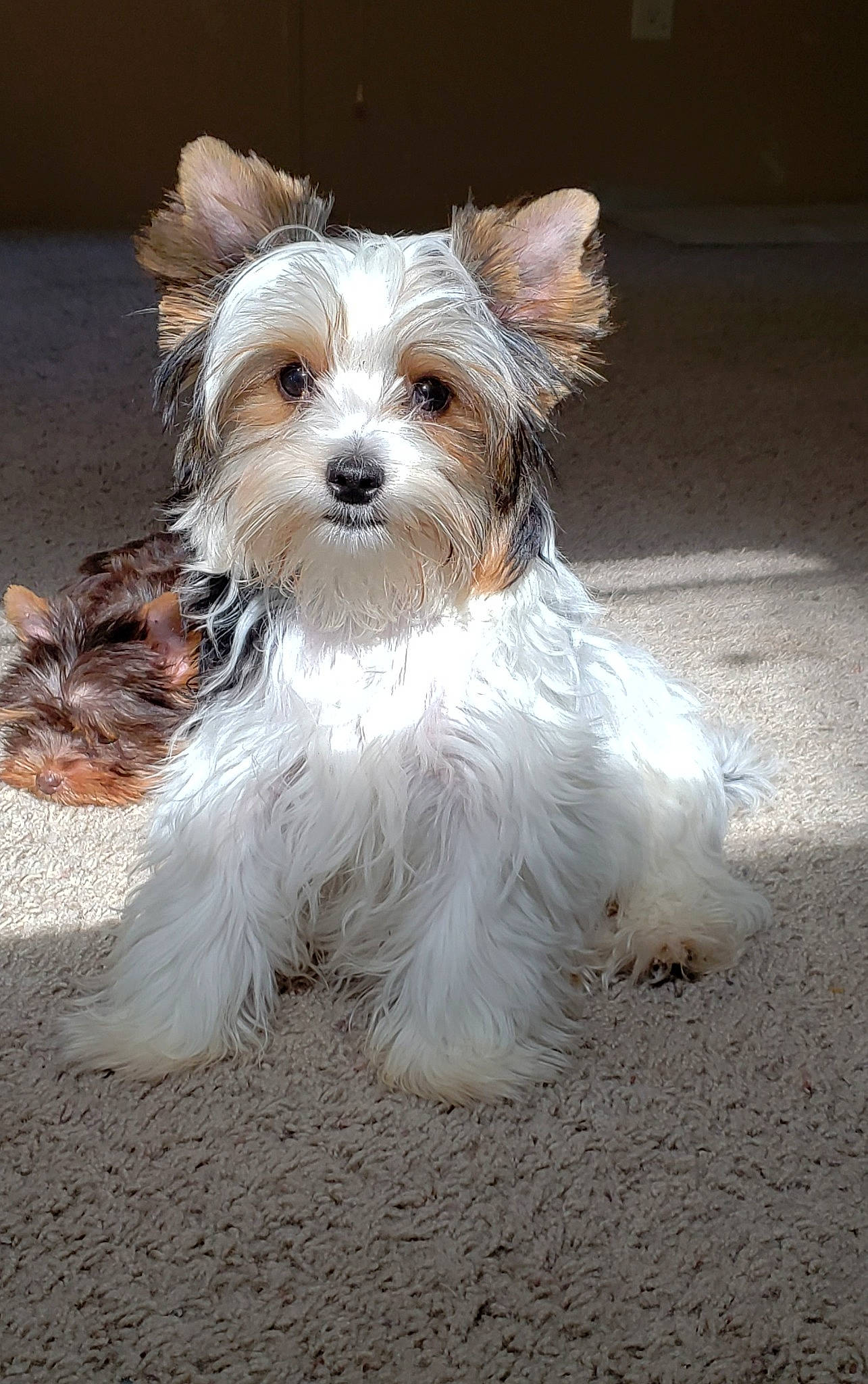 Sophie joined the competition — help win amazing prizes! australian_silky_terrier, biewer_terrier, canidae, carnivore, chinese_imperial_dog, companion_dog, dog, dog_breed, maltepoo, mammal, morkie, puppy, rare_breed_dog, small_terrier, sporting_lucas_terrier, terrier, toy_dog, vertebrate, west_highland_white_terrier, yorkshire_terrier