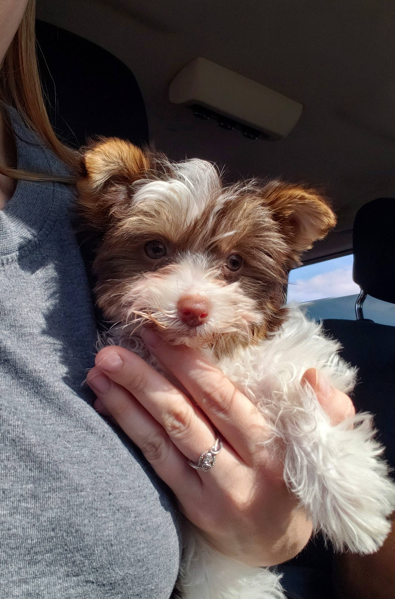 Theodore is registered to the contest to win money with this photo: biewer_terrier, bolonka, canidae, carnivore, chinese_imperial_dog, companion_dog, dog, dog_breed, havanese, mal_shi, maltepoo, mammal, morkie, puppy, schnoodle, shih_tzu, toy_dog, vertebrate, yorkipoo, yorkshire_terrier