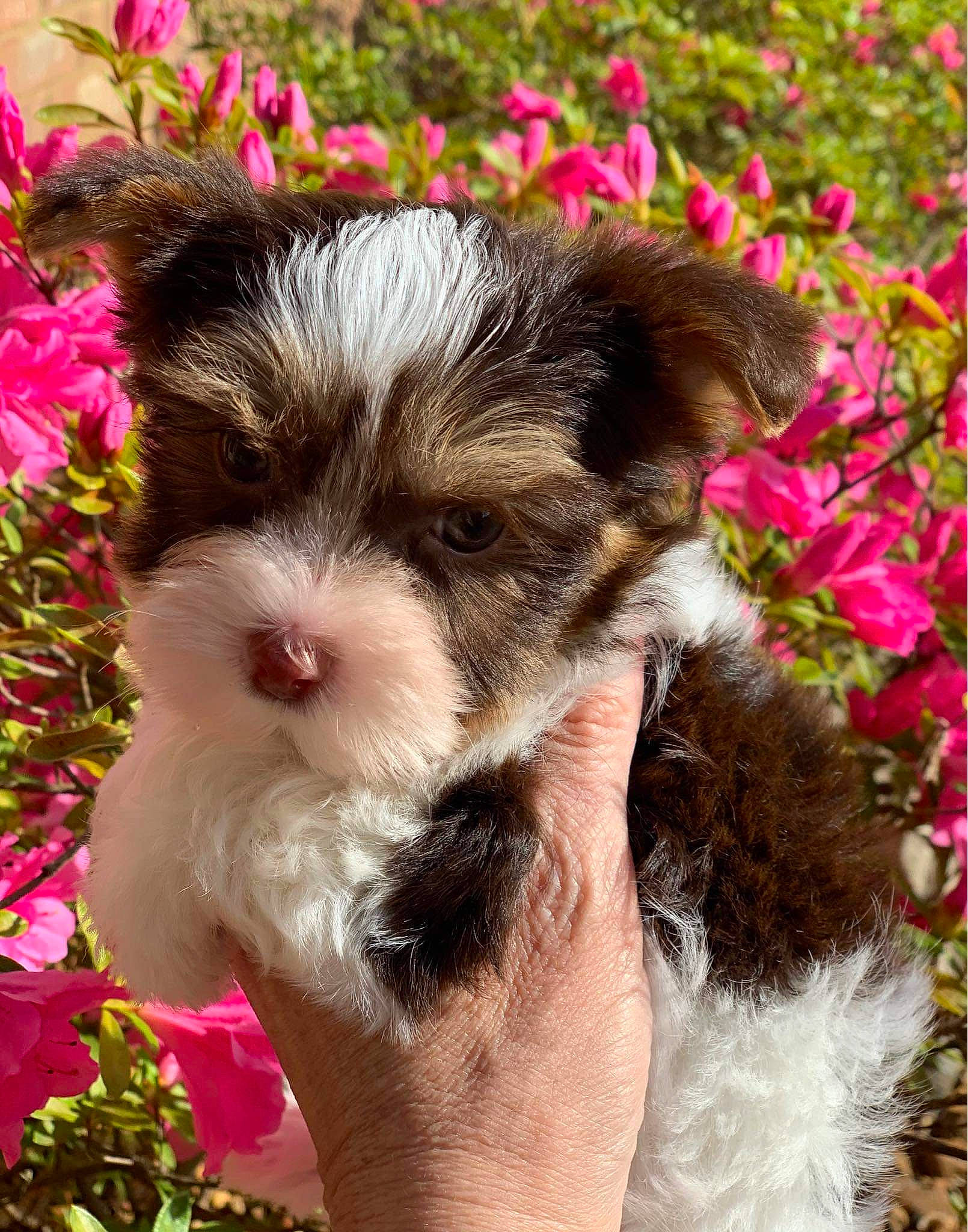 Theodore is registered to the contest to win money with this photo: biewer_terrier, bolonka, canidae, carnivore, companion_dog, dog, dog_breed, havanese, kyi_leo, maltepoo, mammal, morkie, puppy, rare_breed_dog, schnoodle, shih_tzu, toy_dog, vertebrate, yorkipoo, yorkshire_terrier