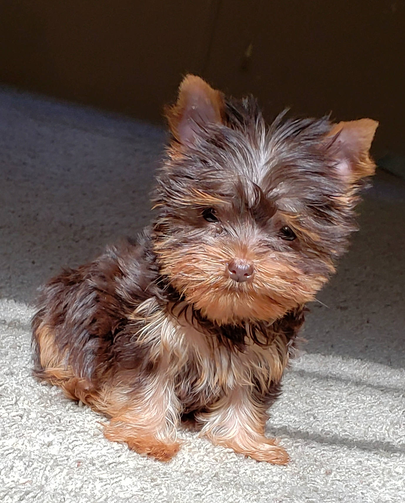 Sienna joined the competition — help win amazing prizes! australian_silky_terrier, australian_terrier, biewer_terrier, cairn_terrier, canidae, carnivore, chinese_imperial_dog, dog, dog_breed, glen_of_imaal_terrier, mammal, morkie, norwich_terrier, puppy, small_terrier, terrier, toy_dog, vertebrate, yorkipoo, yorkshire_terrier