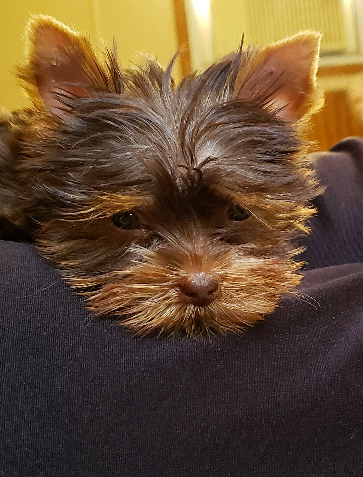 Sienna joined the competition — help win amazing prizes! australian_silky_terrier, australian_terrier, biewer_terrier, cairn_terrier, canidae, carnivore, chinese_imperial_dog, companion_dog, dog, dog_breed, mammal, norwich_terrier, puppy, small_terrier, snout, terrier, toy_dog, vertebrate, yorkipoo, yorkshire_terrier