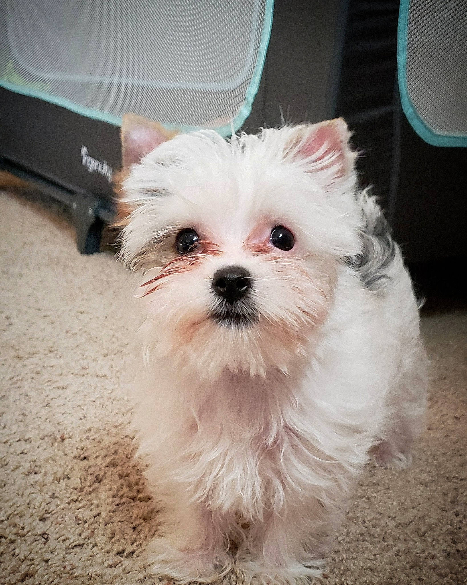 Scarlett joined the competition — help win amazing prizes! bichon, bolonka, canidae, carnivore, chinese_imperial_dog, companion_dog, dog, dog_breed, eye, havanese, mal_shi, maltepoo, maltese, mammal, morkie, puppy, schnoodle, shih_tzu, vertebrate, west_highland_white_terrier