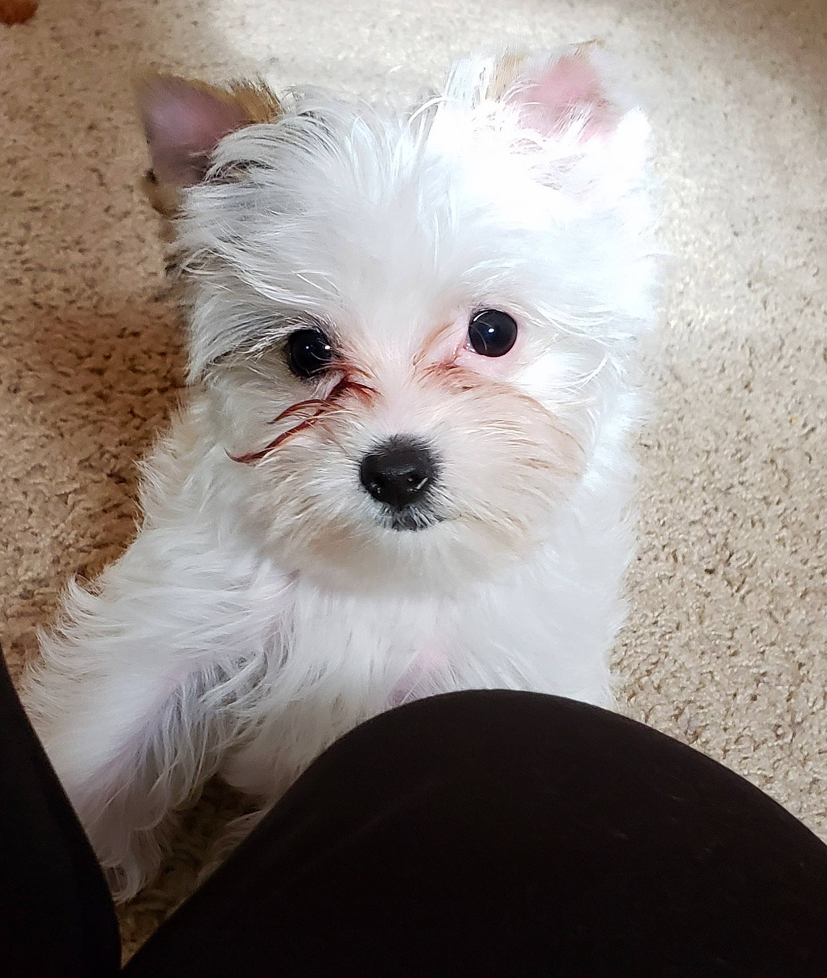 Scarlett joined the competition — help win amazing prizes! bichon, bolognese, canidae, carnivore, companion_dog, dog, dog_breed, eye, maltepoo, maltese, mammal, morkie, nose, puppy, puppy_love, rare_breed_dog, terrier, toy_dog, vertebrate, west_highland_white_terrier