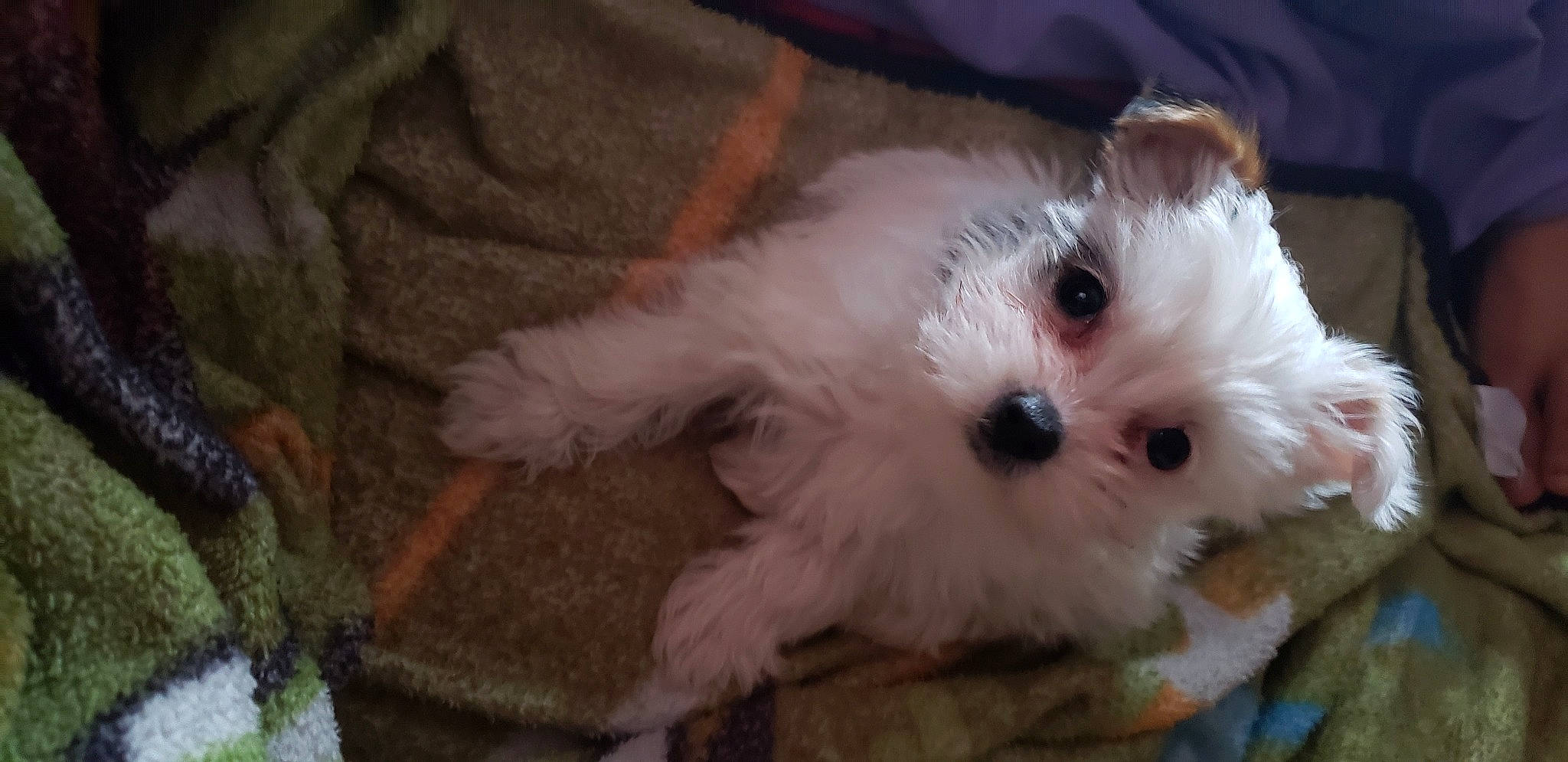 Scarlett joined the competition — help win amazing prizes! bichon, bolonka, canidae, carnivore, cavachon, chinese_imperial_dog, companion_dog, dog, dog_breed, maltepoo, maltese, mammal, morkie, non_sporting_group, puppy, schnoodle, shih_tzu, toy_dog, vertebrate, west_highland_white_terrier