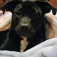 Remi joined the competition — help win amazing prizes! animal, black_dog, blanket, closeup, comfort, cozy, cute, dog, ears, face, fur, indoor, looking, pet, portrait, resting, snuggled, soft, warm, white_patch