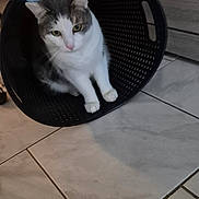 Ron participe au concours pour gagner de l'argent avec cette photo : animal, basket, cat, container, curious, cute, domestic, ears, face, floor, furniture, gray, home, indoor, looking, paws, pet, sitting, tile, white