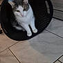 animal, basket, cat, container, curious, cute, domestic, ears, face, floor, furniture, gray, home, indoor, looking, paws, pet, sitting, tile, white