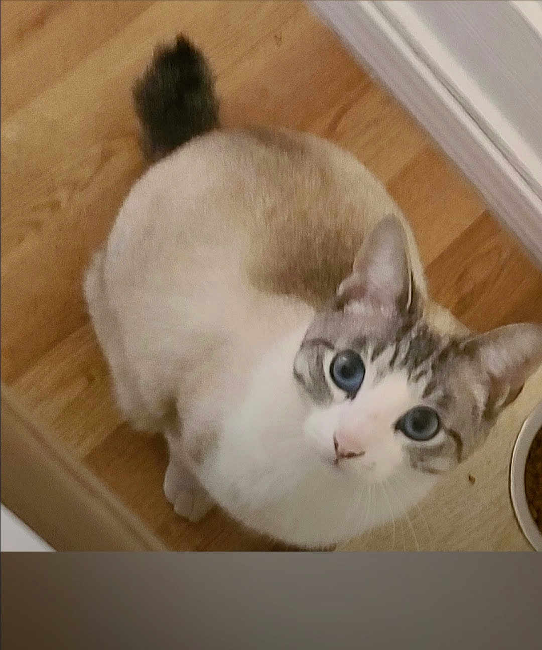 Corona joined the competition — help win amazing prizes! cat, blue_eyes, curious, indoor, wooden_floor, pet, animal, whiskers, feline, domestic_cat, looking_up, food_bowl, tabby, white_fur, gray_fur, cute, small, ears, tail, floor