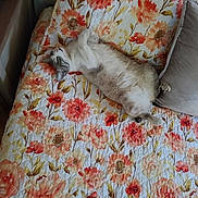 Corona is registered to the contest to win money with this photo: cat, floral_quilt, couch, pillow, indoor, sleeping, relaxed, pet, feline, cozy, resting, animal, home, comfort, cute, domestic, fur, whiskers, nap, soft