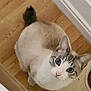 cat, blue_eyes, animal, pet, indoor, wooden_floor, food_bowl, curious, looking_up, whiskers, ears, tail, domestic_cat, feline, close_up, cute, fur, small, companion, household