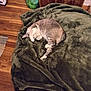 Corona joined the competition — help win amazing prizes! cat, sleeping, blanket, green, fur, paw, wooden_floor, indoor, pet, cozy, resting, feline, home, relaxed, cute, animal, covered_face, plush, furniture, quiet
