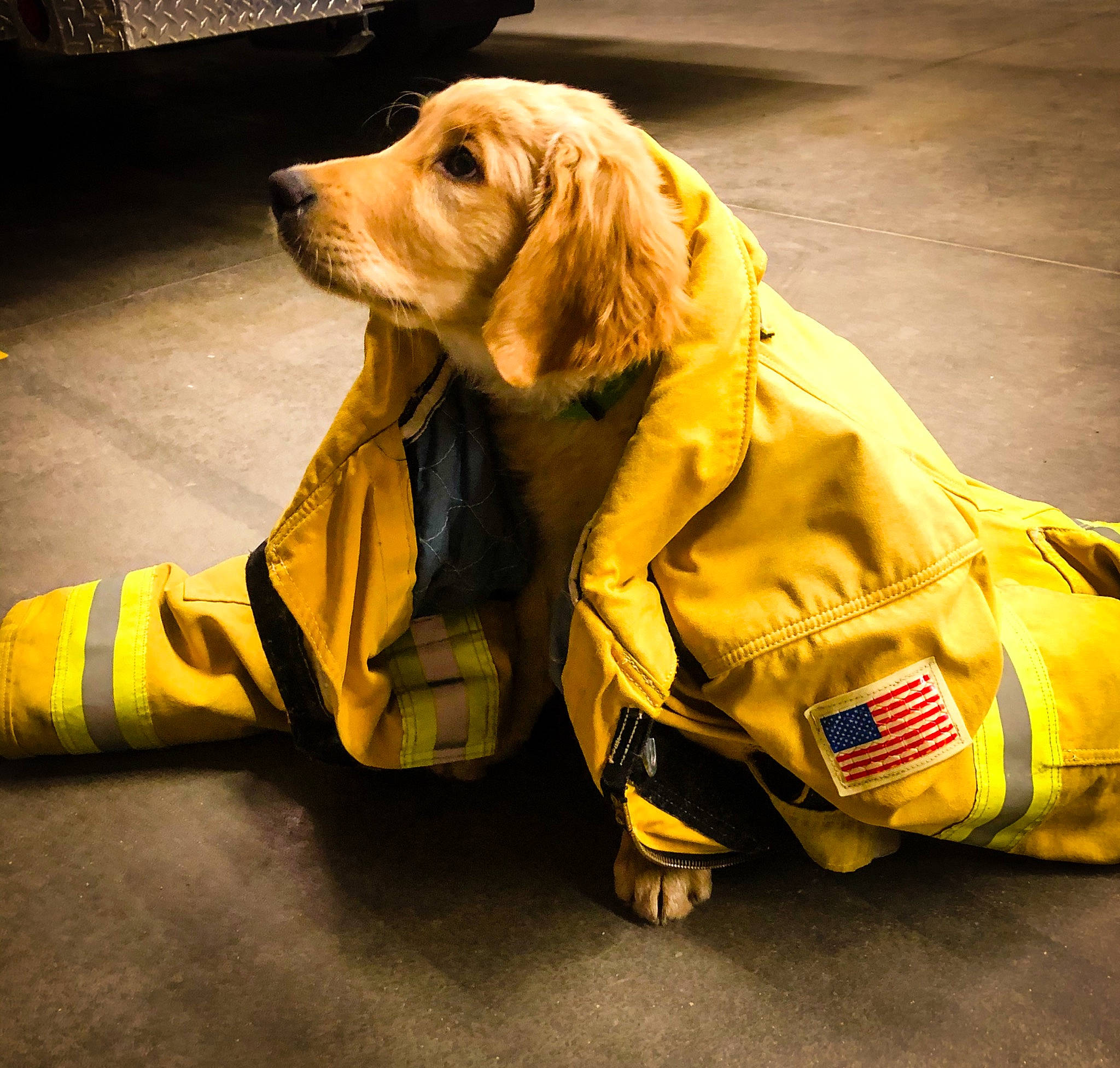 Finn joined the competition — help win amazing prizes! canidae, carnivore, companion_dog, dog, dog_breed, dog_clothes, dog_supply, emergency_service, high_visibility_clothing, mesh, pet_supply, retriever, snout, sporting_group, working_animal, yellow