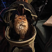 Winnie a rejoint le concours — aidez-le/la à gagner de superbes lots ! animal, beige, cat, companion, cozy, curious, cute, domestic, fluffy, fur, furniture, green_chair, home, indoor, looking_up, pet, pet_stroller, relaxed, soft_lighting, whiskers