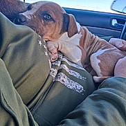 Boudreau joined the competition — help win amazing prizes! affection, beard, brown_and_white, car_interior, casual_clothing, closeup, comfort, cradling, cuddle, dog, face, green_hoodie, indoor, paw, person, pet, puppy, resting, seatbelt, window