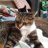 Phat Phat joined the competition — help win amazing prizes! cat, tabby, white_paws, notebook, pen, blanket, pillow, couch, indoor, relaxed, feline, fur, household_items, patterned, resting, cozy, colorful, background, floor, container