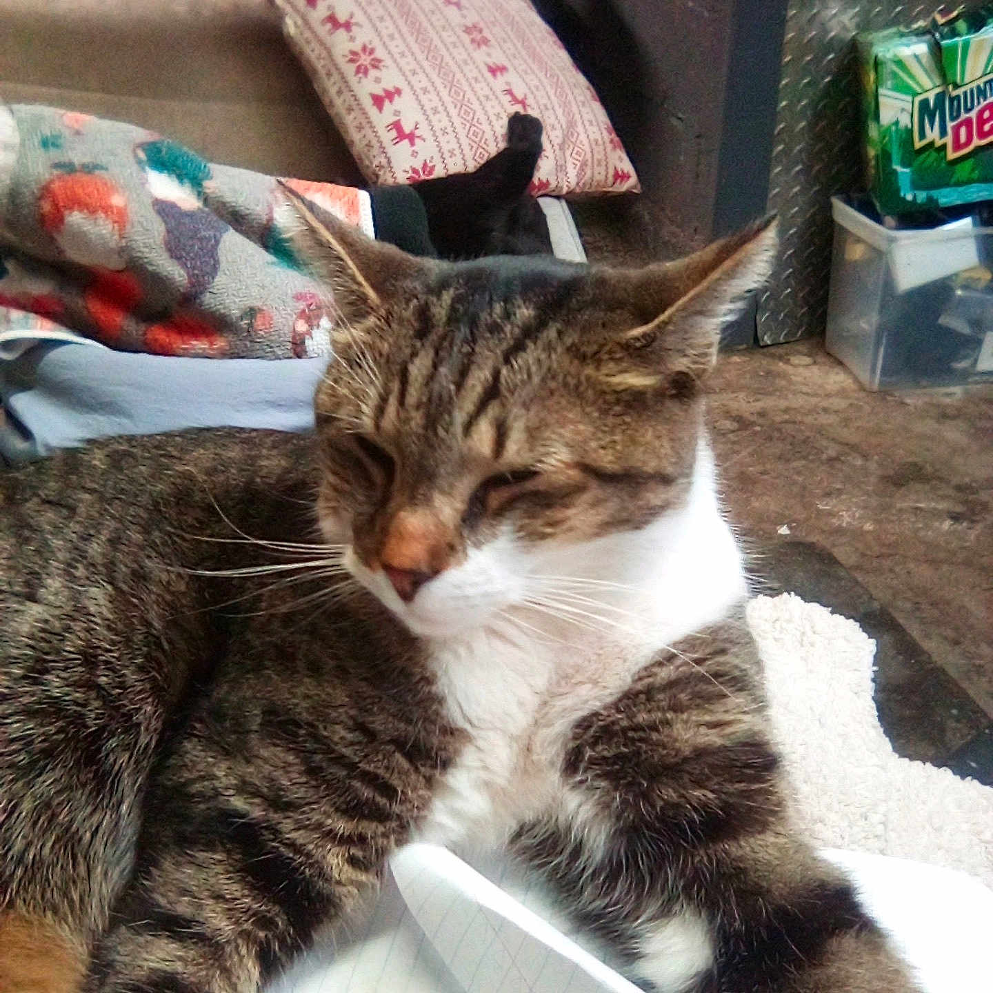 Phat Phat joined the competition — help win amazing prizes! cat, tabby, white_paws, notebook, pen, blanket, pillow, couch, indoor, relaxed, feline, fur, household_items, patterned, resting, cozy, colorful, background, floor, container