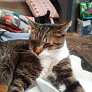 Phatphat joined the competition — help win amazing prizes! cat, tabby_cat, pet, indoor, cozy, blanket, pillow, couch, whiskers, fur, paw, notebook, paper, living_room, home, furniture, relaxed, sleepy, closeup, domestic_animal