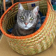 Nuts a rejoint le concours — aidez-le/la à gagner de superbes lots ! animal, basket, cat, close_up, cozy, curious, ears, eyes, face, feline, green, indoor, orange, pattern, pet, resting, tabby_cat, texture, whiskers, woven_basket