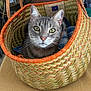 animal, basket, cat, close_up, cozy, curious, ears, eyes, face, feline, green, indoor, orange, pattern, pet, resting, tabby_cat, texture, whiskers, woven_basket