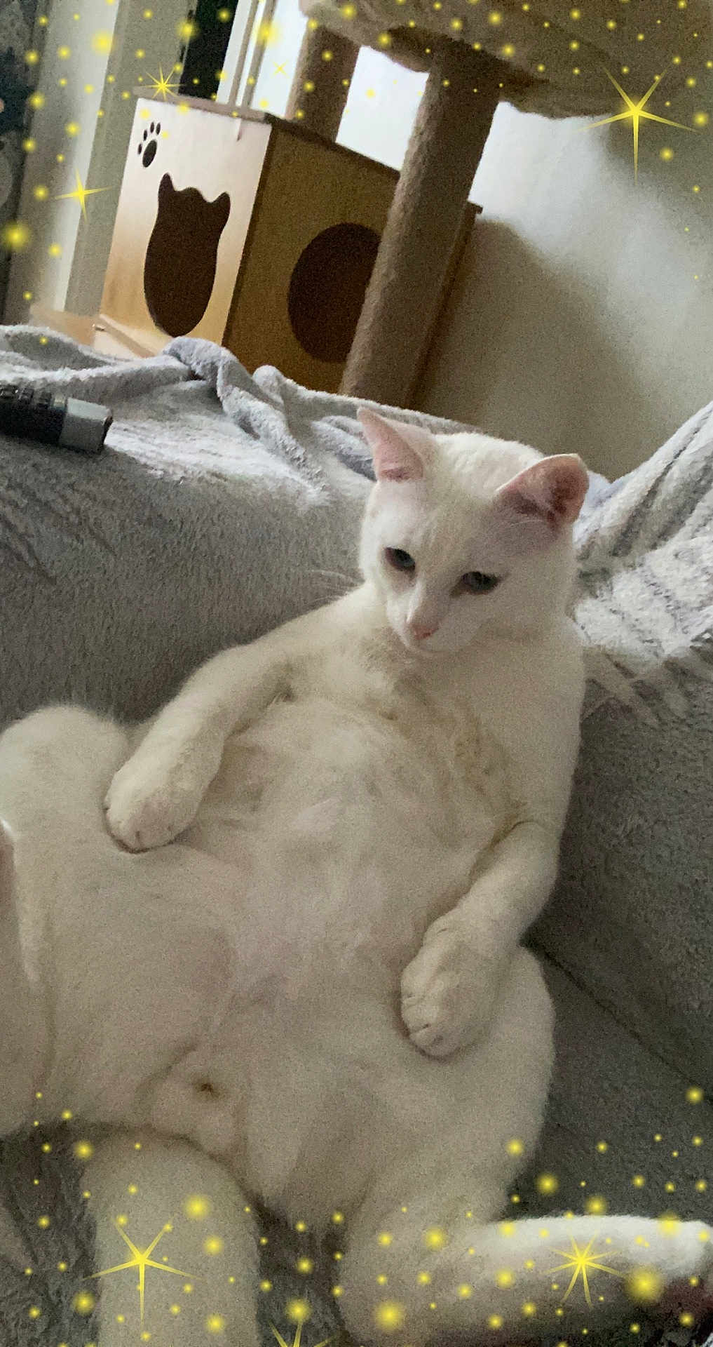 Yuki participe au concours pour gagner de l'argent avec cette photo : cat, white_cat, relaxed, lounge, couch, furniture, cozy, indoor, pet, animal, cute, fluffy, star_overlay, decor, wooden_box, cat_silhouette, paw_print, soft_texture, home, resting